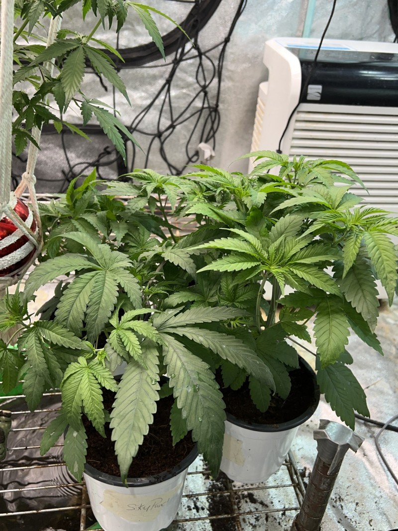 C6D78645-67B0-48FA-8173-6FB5B9744E8B