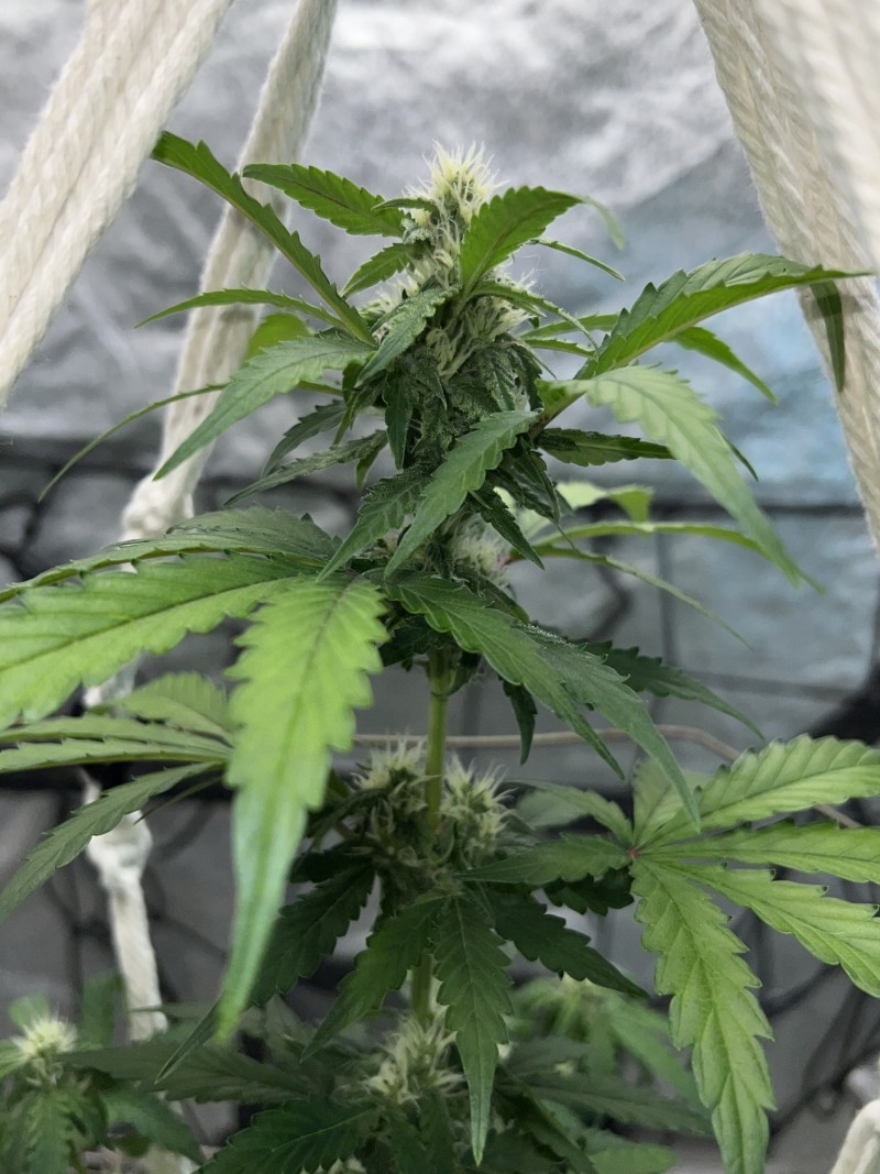 7083ADAB-F5EF-4A26-AE7C-2F5939D1E1BE