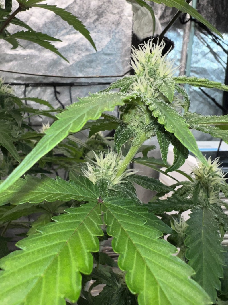 4DFE54D7-8A4E-4BA7-914D-177961864149