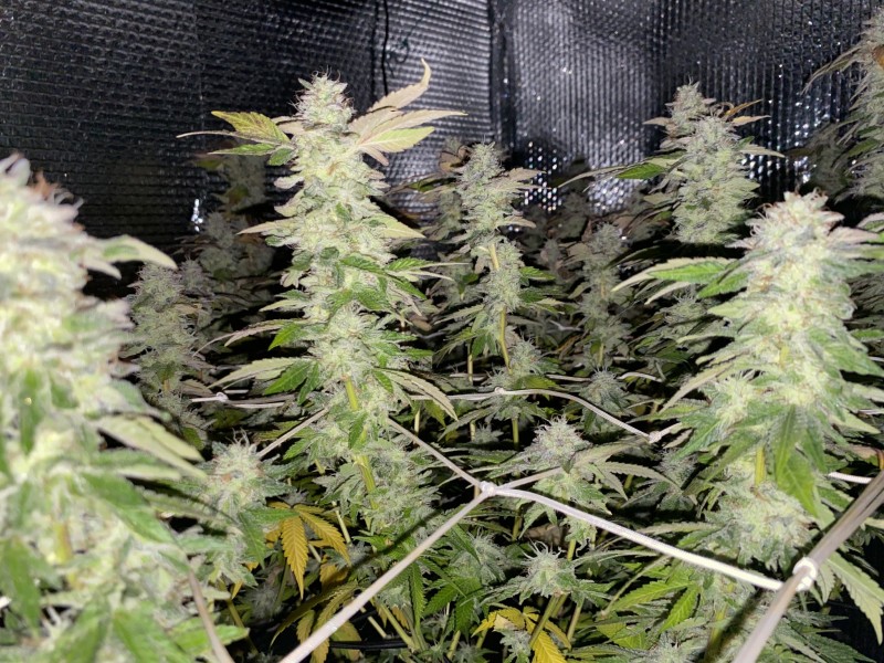 9C61F37E-6BC1-4559-850F-5A2A4DCC66F1