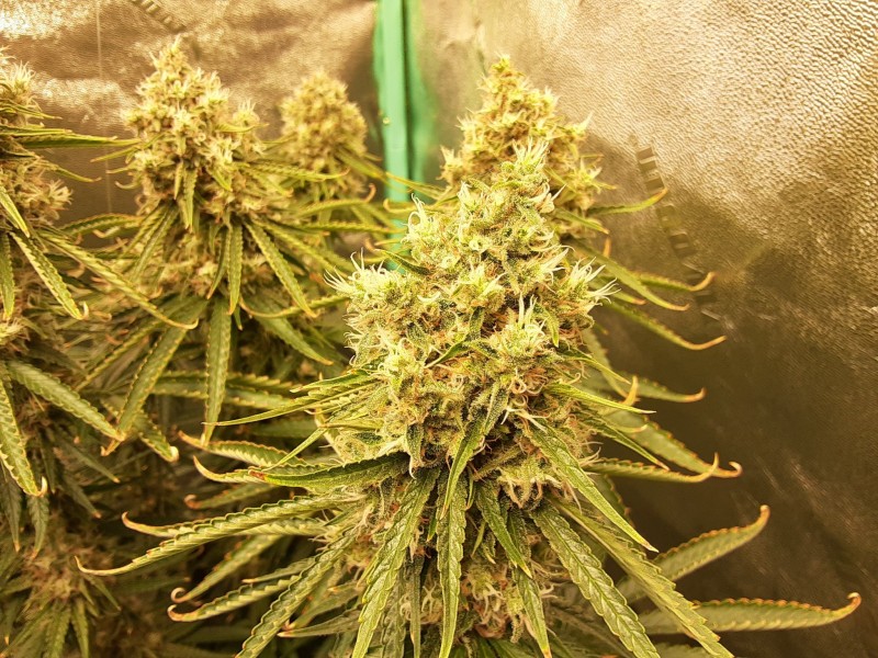 20221125_090426 - Copy