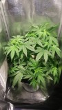 GROW WEEK 4