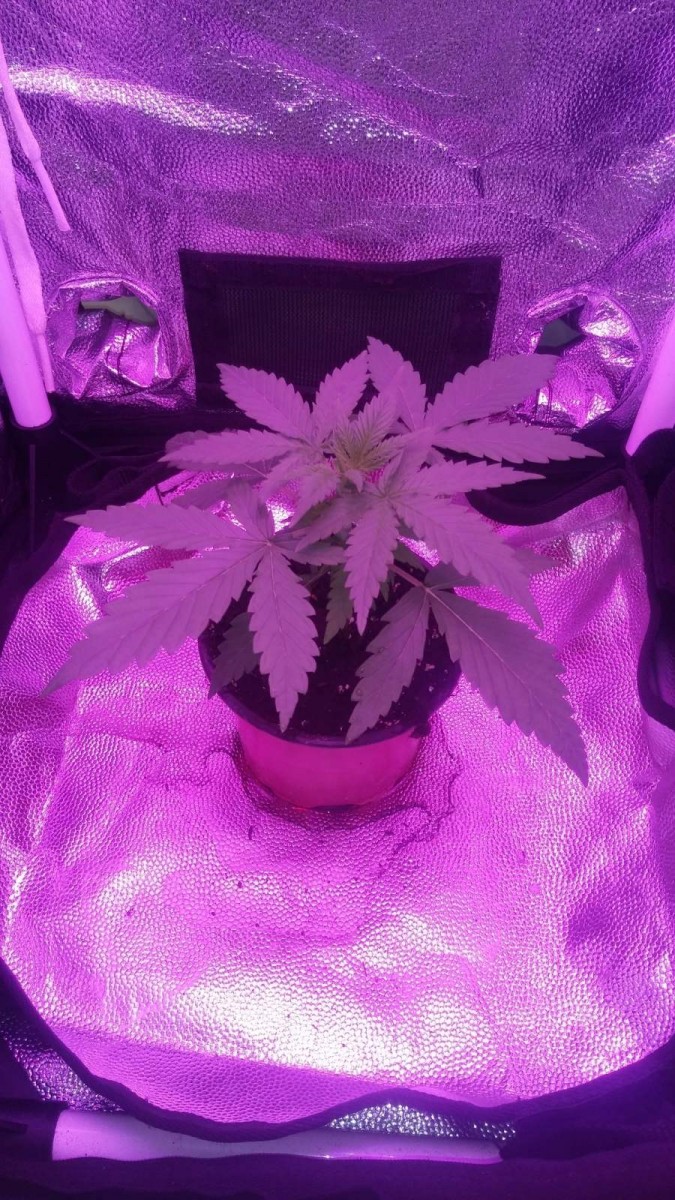 SEEDLING WEEK 3