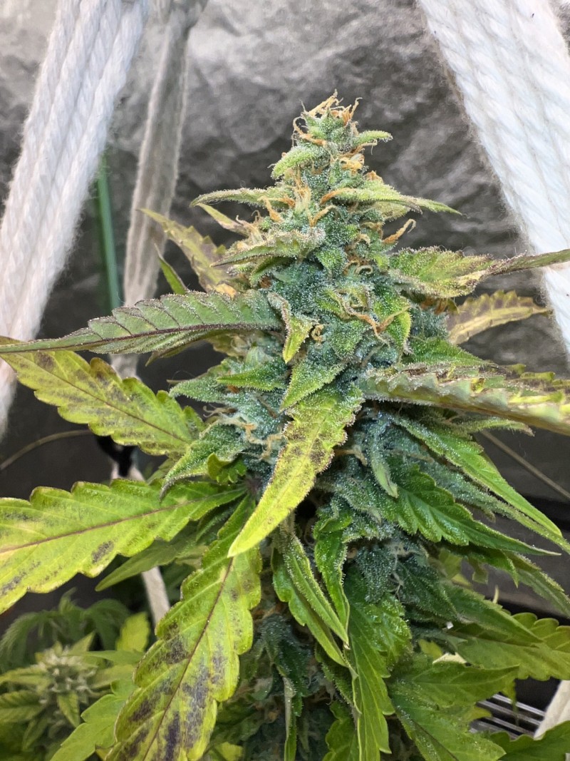 5B81EFA7-83DA-4FE1-A8BC-F8A1D8525491