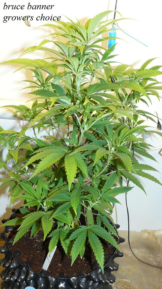 drobes 27 11 22 td harvest etc 003