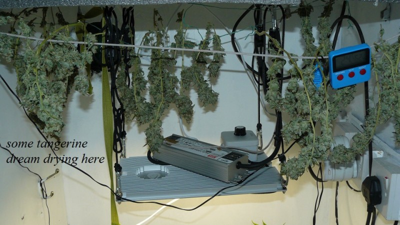 drobes 27 11 22 td harvest etc 008