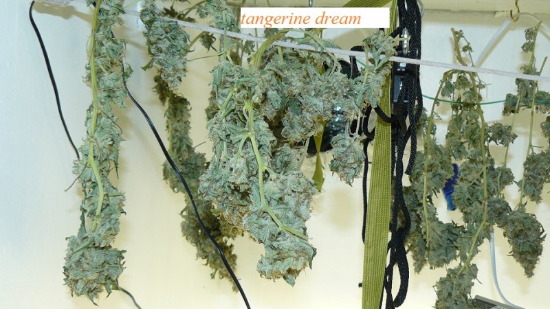 drobes 27 11 22 td harvest etc 009