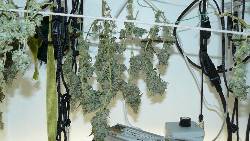 drobes 27 11 22 td harvest etc 010