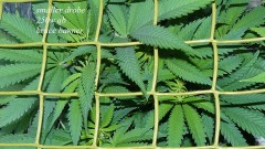 drobes 27 11 22 td harvest etc 019