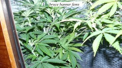 drobes 27 11 22 td harvest etc 023