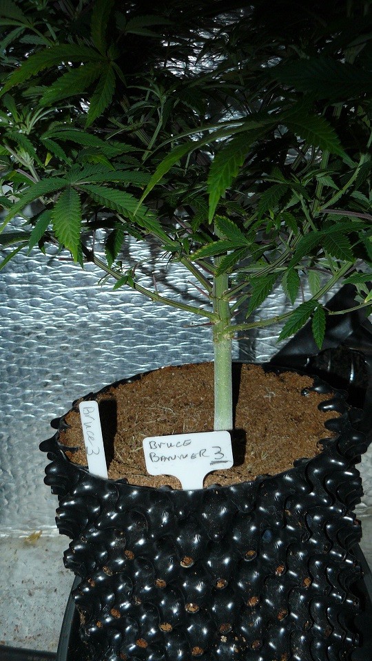 drobes 27 11 22 td harvest etc 024