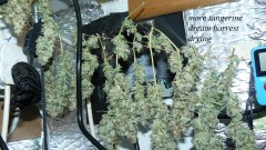 drobes 27 11 22 td harvest etc 025