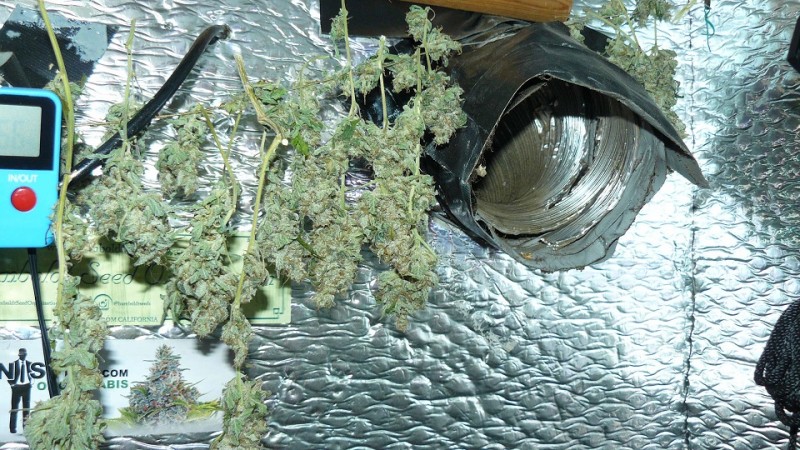 drobes 27 11 22 td harvest etc 028