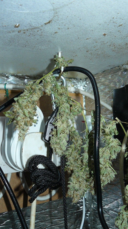 drobes 27 11 22 td harvest etc 032