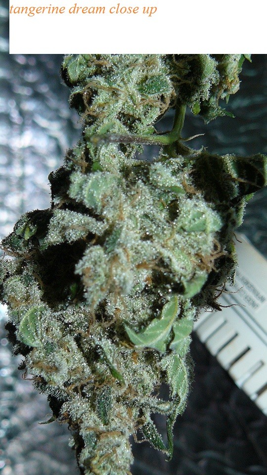 drobes 27 11 22 td harvest etc 034