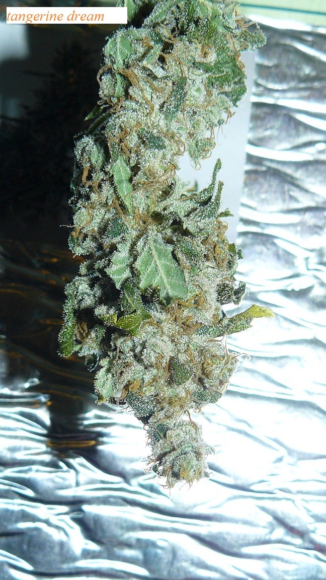 drobes 27 11 22 td harvest etc 035