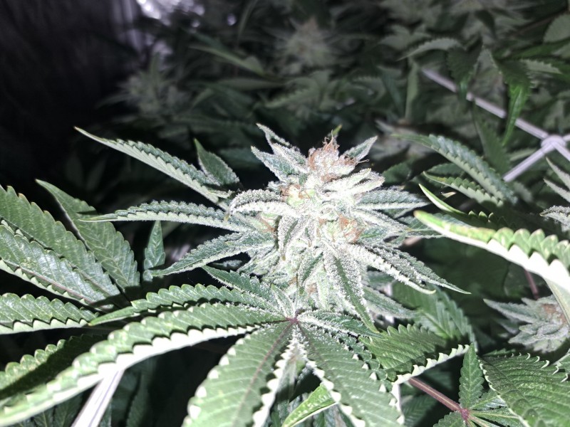 Agent Orange x Critical