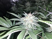 Agent Orange x Critical