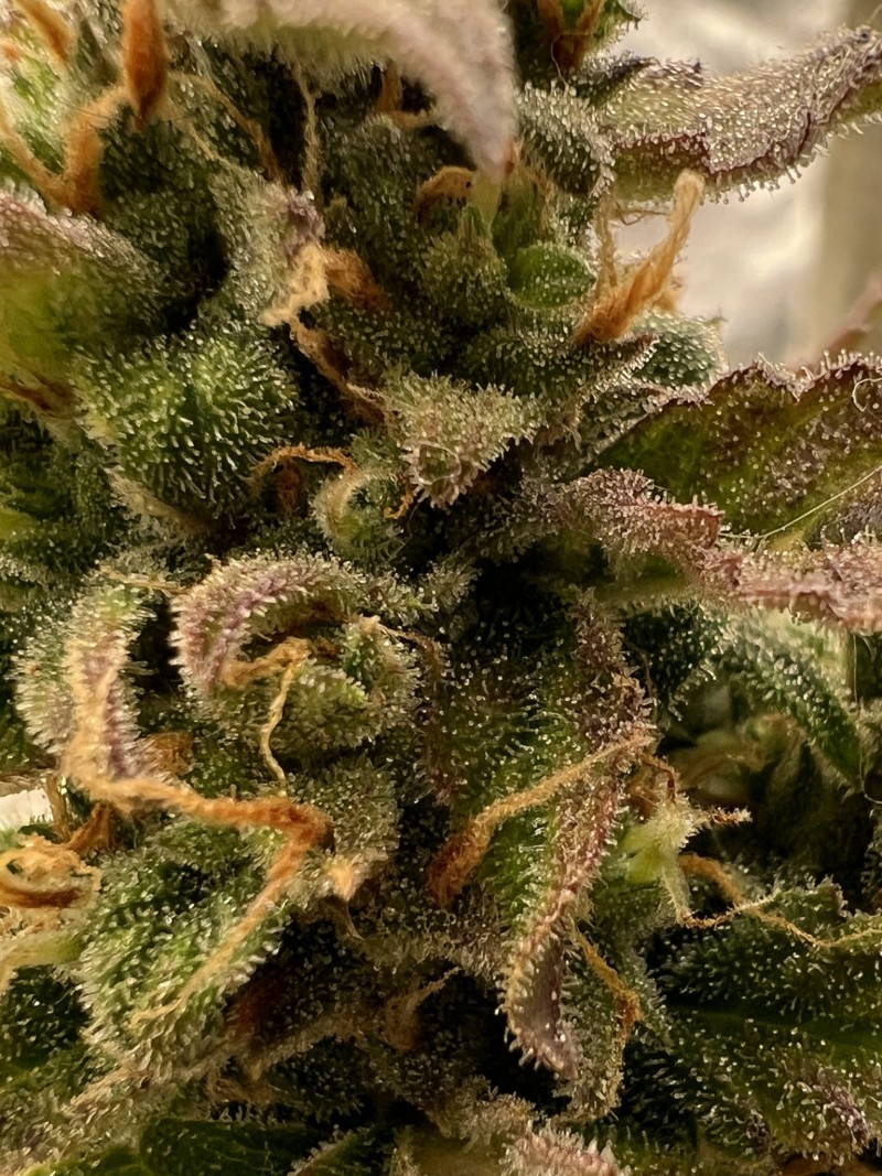 81F3AD7D-18D5-44F3-B2B8-73A9513D63E2