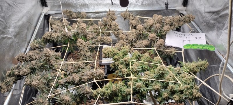 IMG_20221130_194523686_HDR