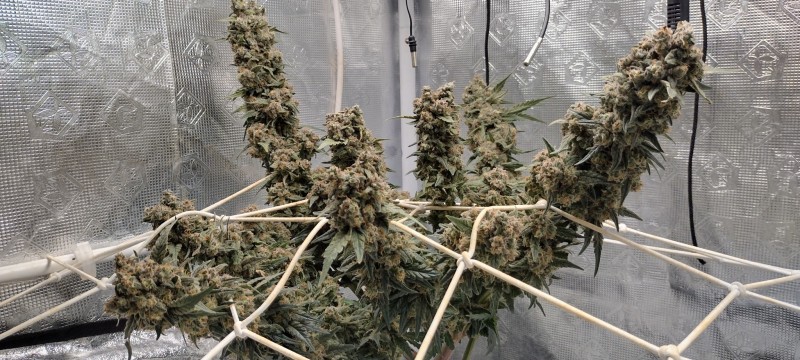 IMG_20221202_082505500_HDR