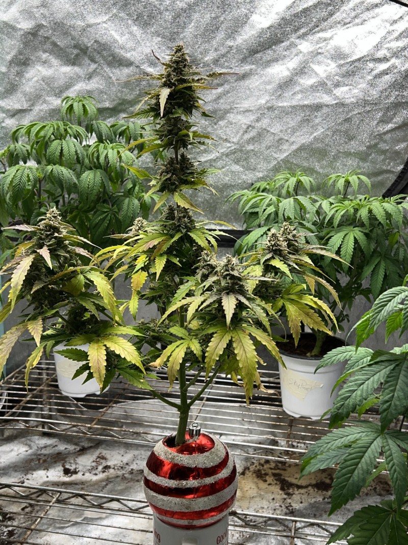 B4D38170-E618-4F0A-9BA7-79BD9001CFA9