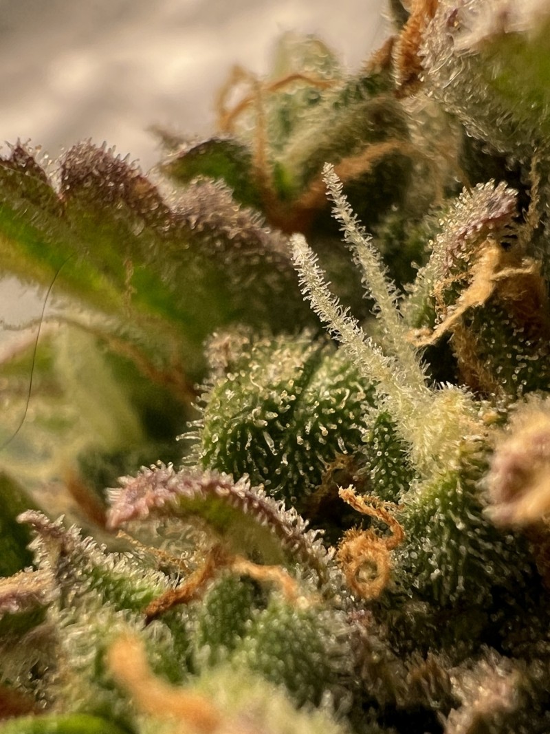 A3F43633-EBDB-4CC7-9A49-20C8FD13CA75