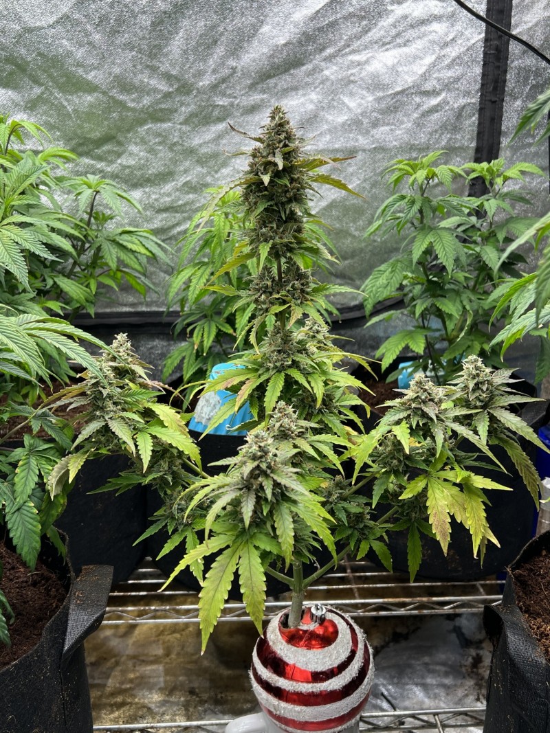 198BB06E-6434-4D1E-92DE-FBCE58664B42