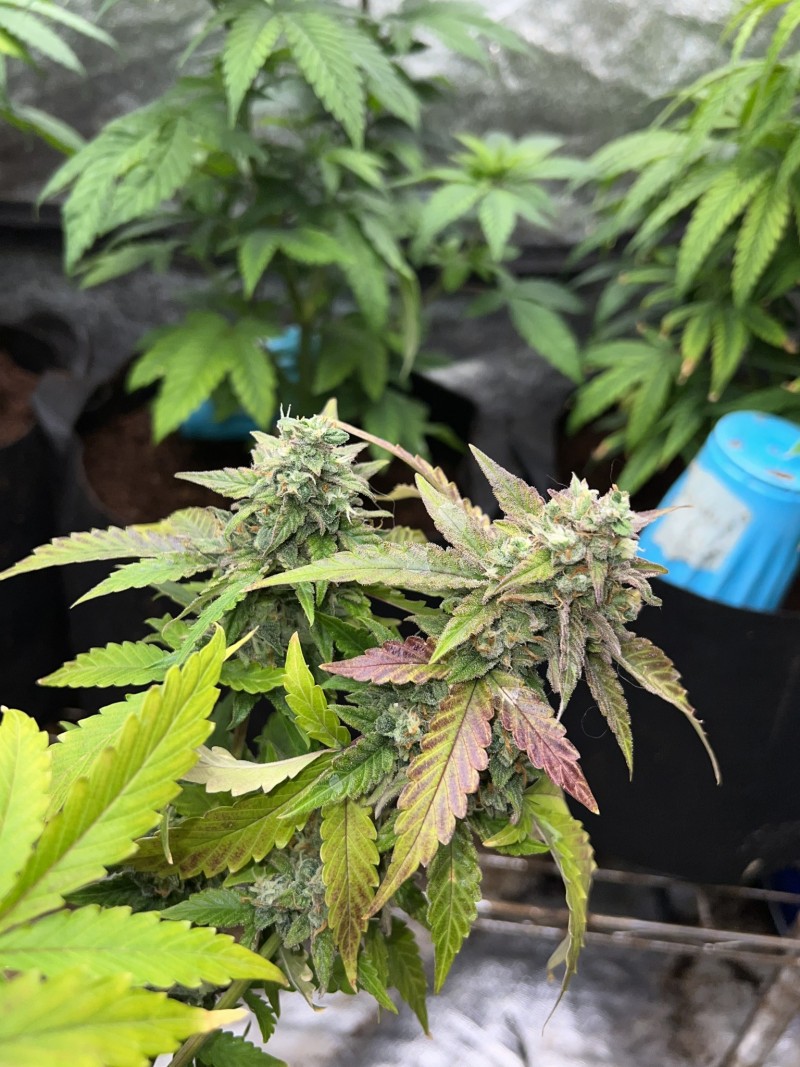 061403D7-58E9-49D5-A9E6-D45B7342EFDB