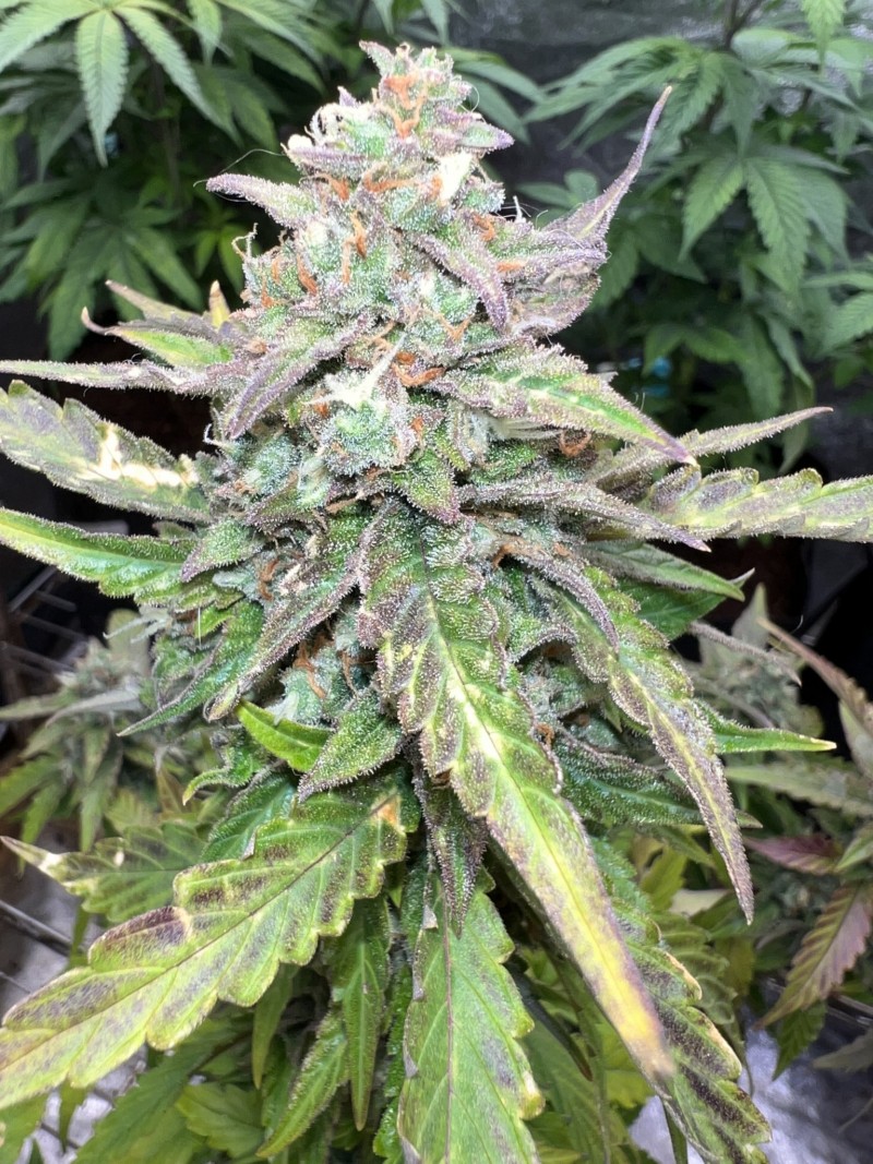 229E1145-80CF-4845-B207-B49EE892966C