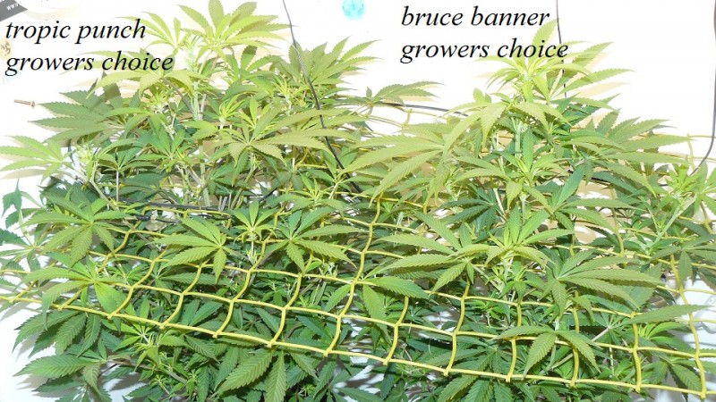 drobes light change 004