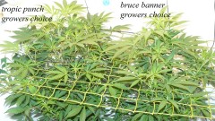 drobes light change 004