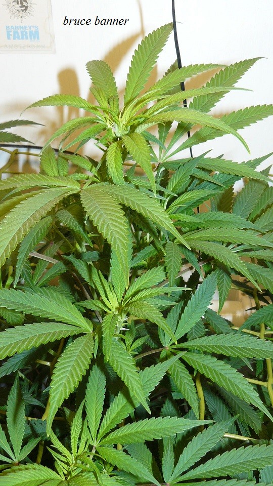 drobes light change 010