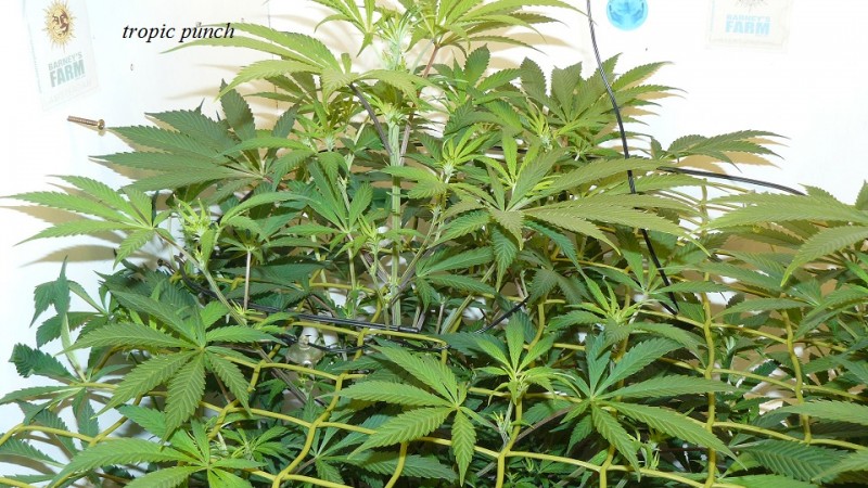 drobes light change 011