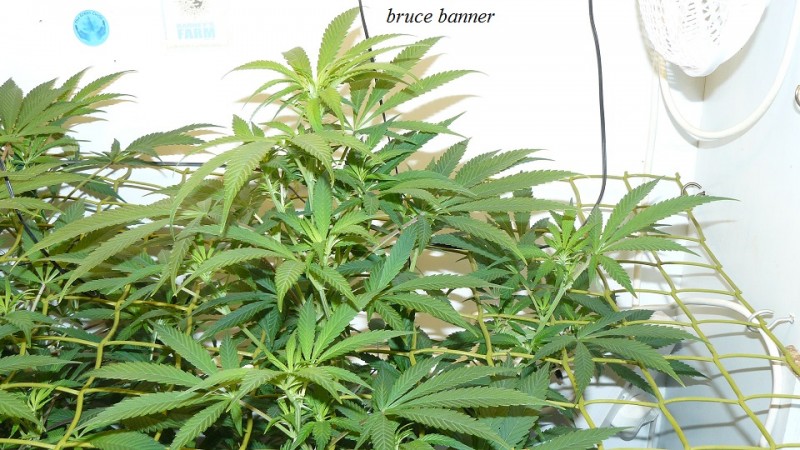 drobes light change 012