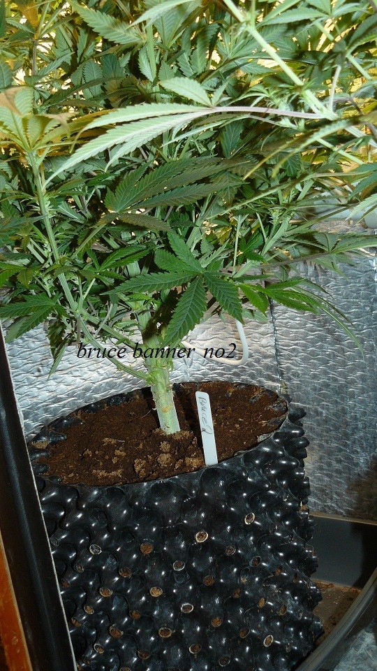 drobes light change 018