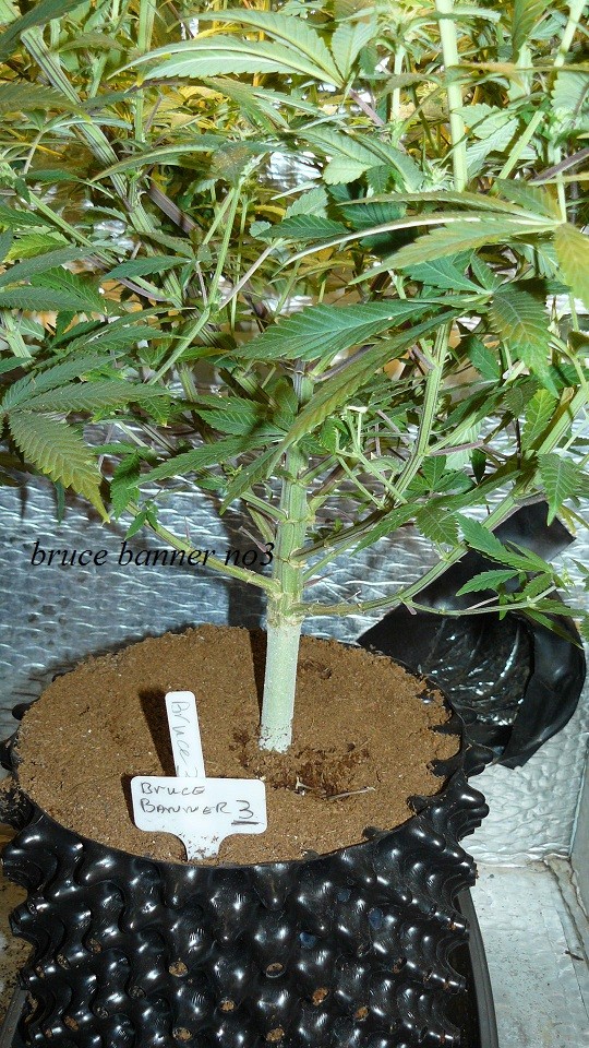 drobes light change 019