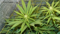 drobes light change 020