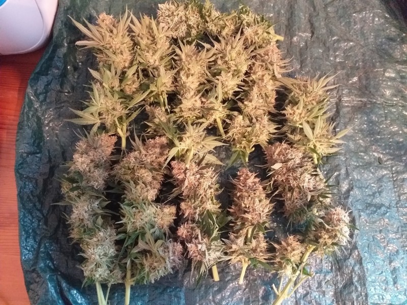 Special Kush LEFT plant