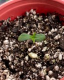 55A8B983-1FA2-4761-BE25-0F1CAA0854C5