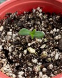 869A9A08-9AEC-438C-BA81-6CFC9177EED3