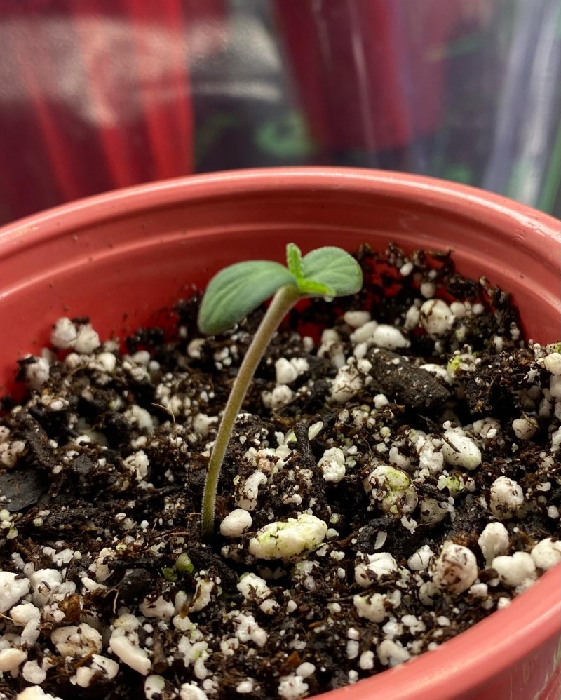 1A6D436F-2B50-4EC4-8D7E-D9A88CE7ED95