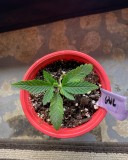 7231E3FE-42FA-48C4-A1D4-45E6BA6B80F4