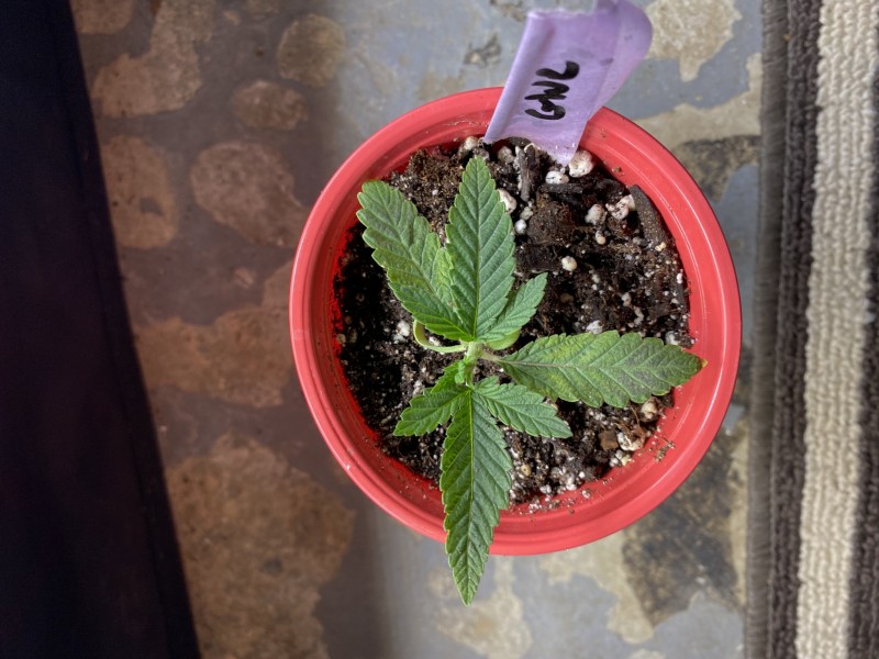 010D6EA1-15E2-4E2B-B0C7-A0A785827982