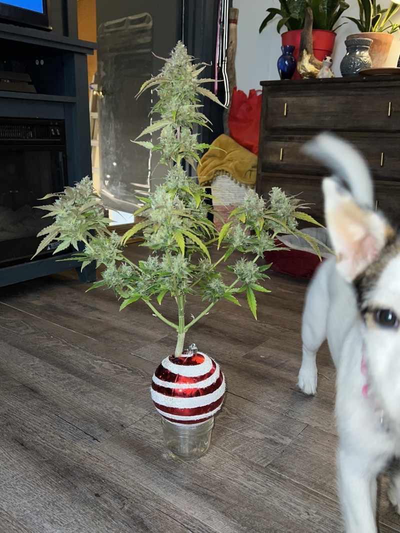 4BFE047B-DBAE-4884-9F9F-2BDC2E023317