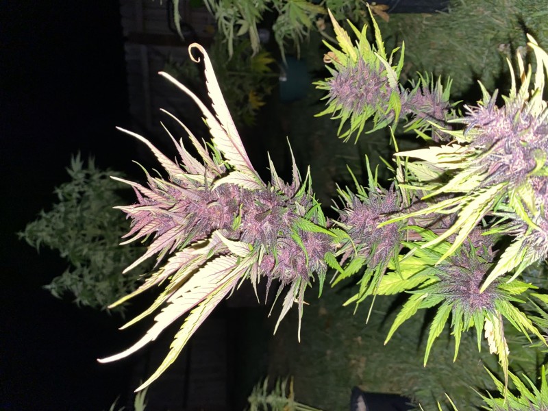 9B5ACA86-D7E5-4007-A680-386FF871080E