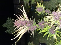 9B5ACA86-D7E5-4007-A680-386FF871080E