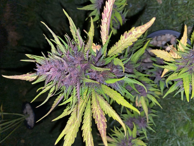 A7978328-BA9E-493D-9F70-6865FAA30E30