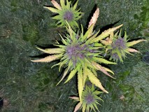 508B70DE-1530-499A-BC0F-5837D865B3FB