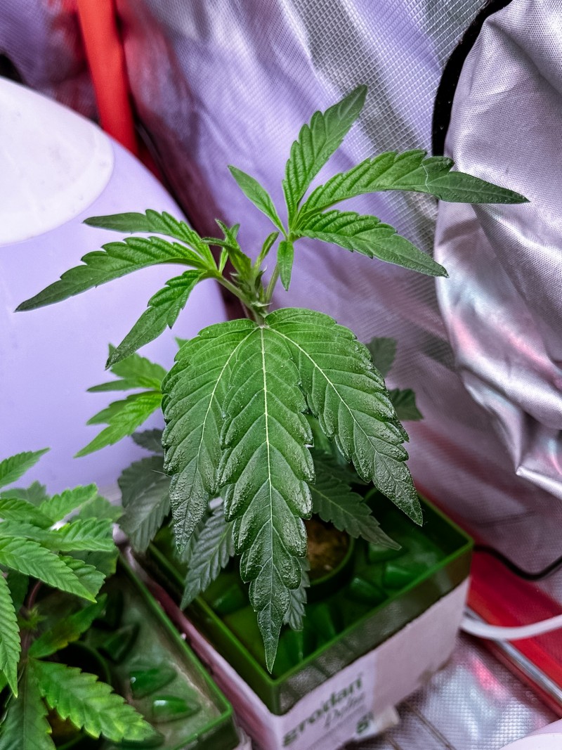 E9DD3279-C161-46E5-9185-F6C12D1D9D6E